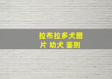 拉布拉多犬图片 幼犬 鉴别